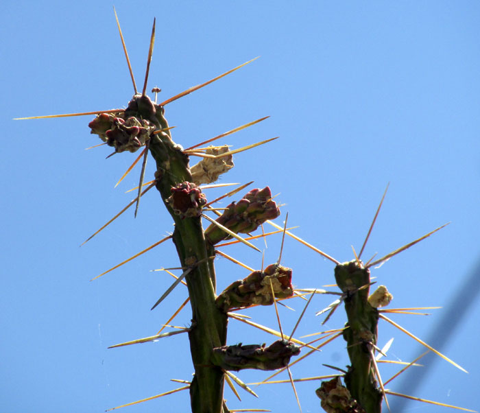 Klein's Pencil Cactus, CYLINDROPUNTIA KLEINIAE, branch tips bearing what seem to be old fruits