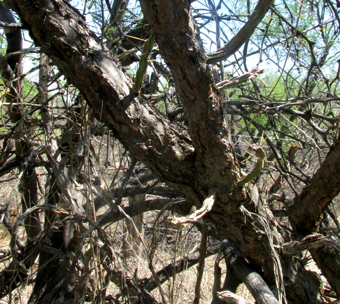 Klein's Pencil Cactus, CYLINDROPUNTIA KLEINIAE, branching stems inside tree