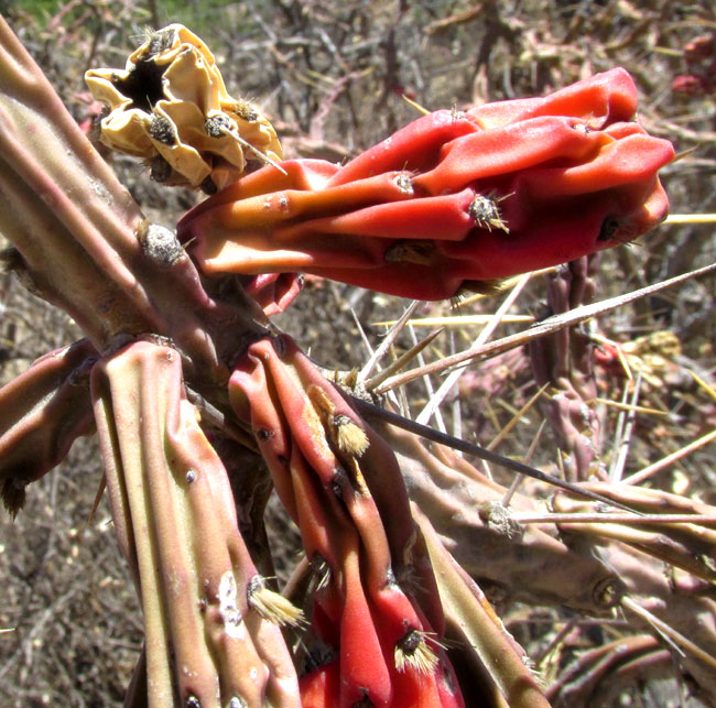 Klein's Pencil Cactus, CYLINDROPUNTIA KLEINIAE, branches inside tree bearing red young stems
