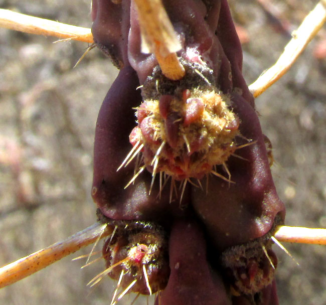 Klein's Pencil Cactus, CYLINDROPUNTIA KLEINIAE, branch tips bearing immature fruits