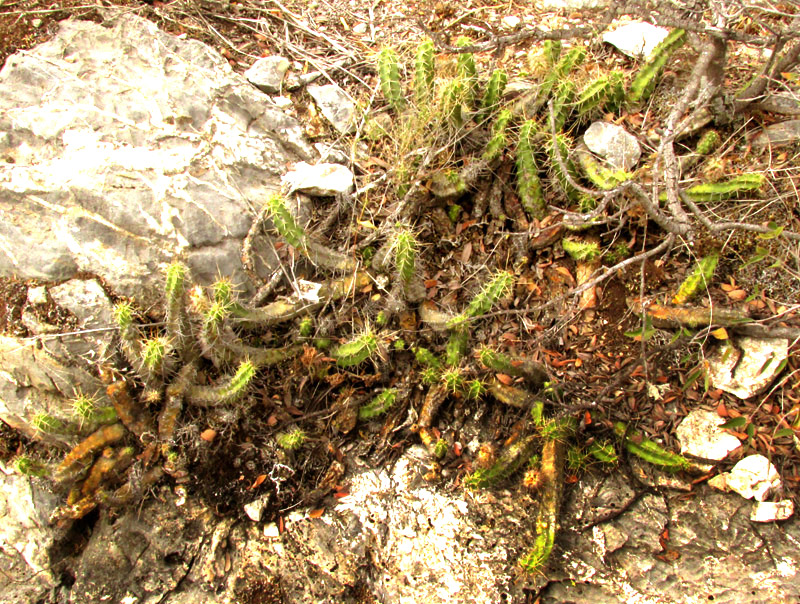 Ladyfinger Cactus, ECHINOCEREUS PENTALOPHUS, in habitat