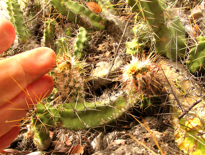 Ladyfinger Cactus, ECHINOCEREUS PENTALOPHUS, joints with immature ovaries