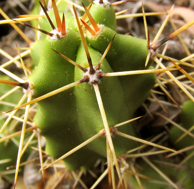 Ladyfinger Cactus, ECHINOCEREUS PENTALOPHUS, closeup of spine cluster, areole