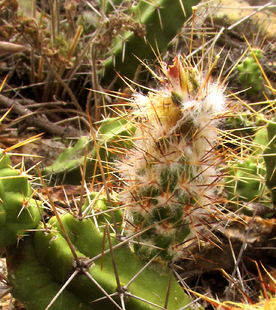 Ladyfinger Cactus, ECHINOCEREUS PENTALOPHUS, spiny, woolly white immature ovary
