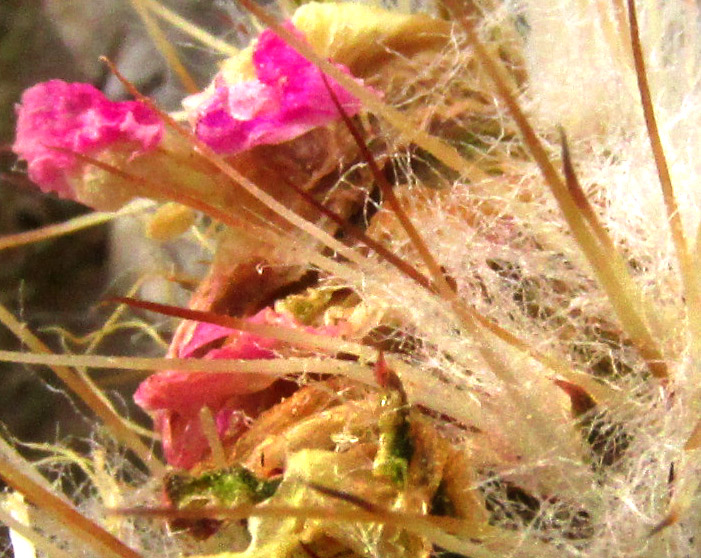 Ladyfinger Cactus, ECHINOCEREUS PENTALOPHUS, closeup of spines, woolly hairs and corolla remnant on immature ovary