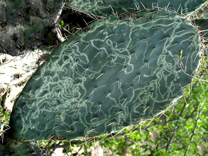 Opuntia Leafminer, MARMARA OPUNTIELLA, on Opuntia streptacantha