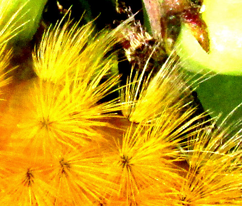LERINA INCARNATA, caterpillar hair tuft close-up