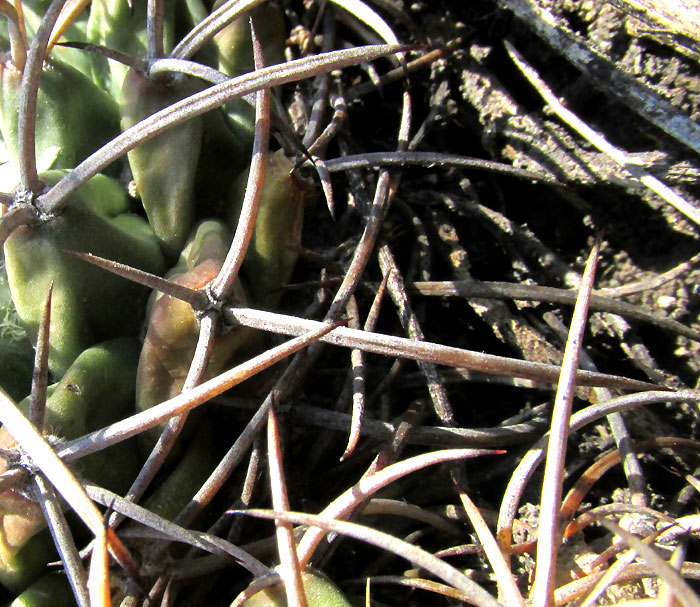 Mexican Pincushion, MAMMILLARIA MAGNIMAMMA, spine cluster