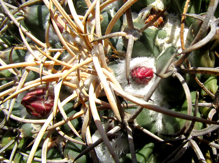 Mexican Pincushion, MAMMILLARIA MAGNIMAMMA, emerging flower buds