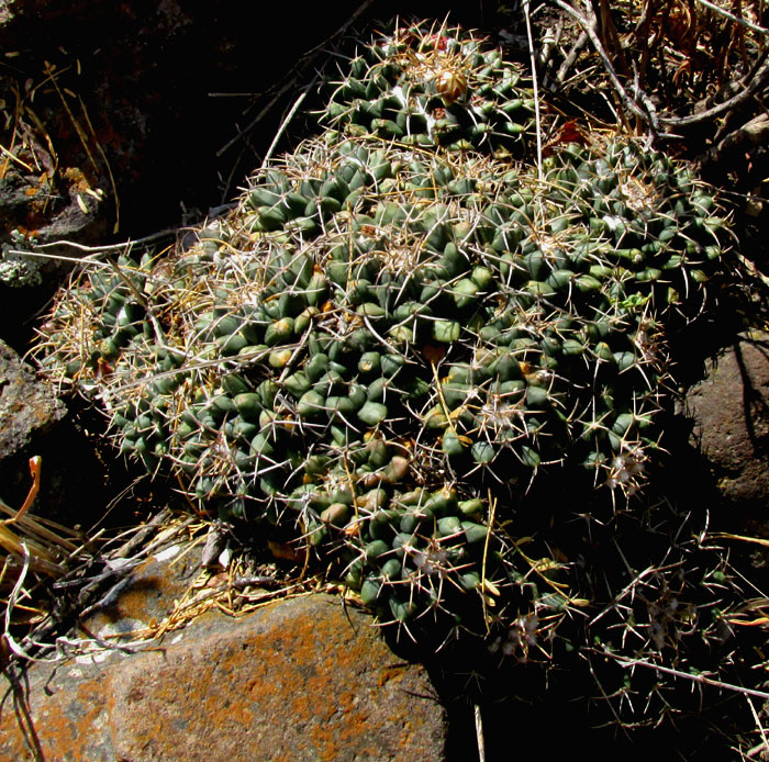 Mexican Pincushion, MAMMILLARIA MAGNIMAMMA, population with shorter spines