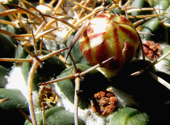 Mexican Pincushion, MAMMILLARIA MAGNIMAMMA, flower bud about to open