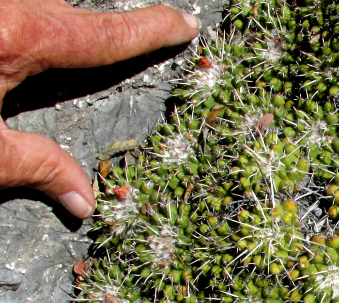 Mexican Pincushion, MAMMILLARIA MAGNIMAMMA, with fingers for scale