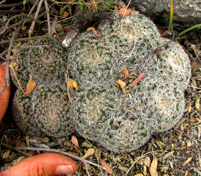 Owl Eye Cactus, MAMMILLARIA PERBELLA, clusters in habitat