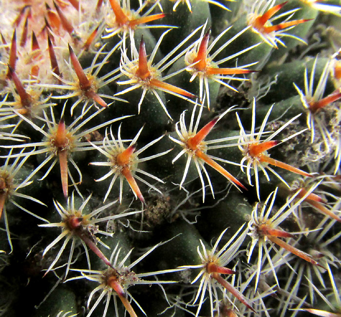 Owl Eye Cactus, MAMMILLARIA PERBELLA, close-up of tubercles and spine clusters