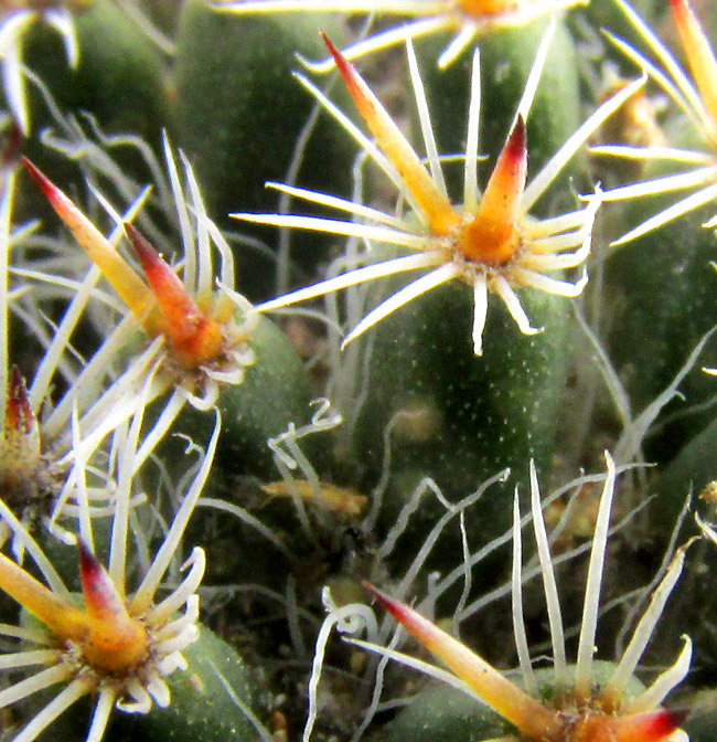 Owl Eye Cactus, MAMMILLARIA PERBELLA, close-up of tubercle, spine cluster, and clusters in habitat