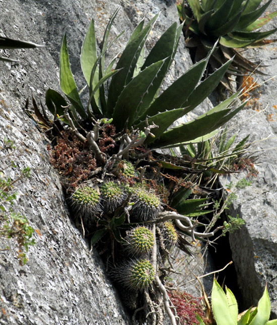 Pincushion, MAMMILLARIA POLYTHELE, in habitat