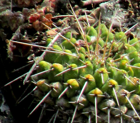 Pincushion, MAMMILLARIA POLYTHELE, in habitat