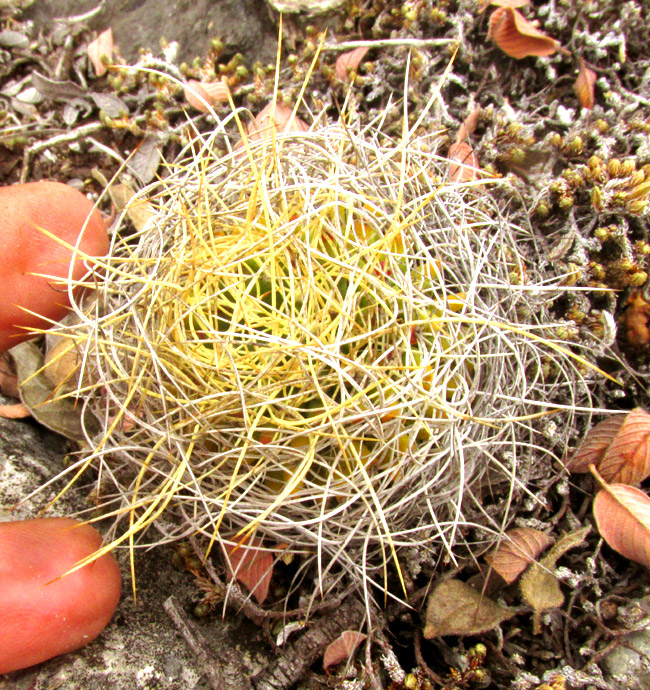 Bird's-nest Pincushion, MAMMILLARIA DECIPIENS, in habitat