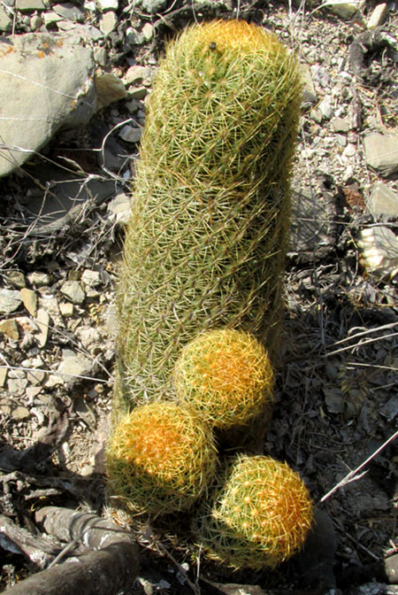 Ladyfinger Cactus, MAMMILLARIA ELONGATA, in habitat