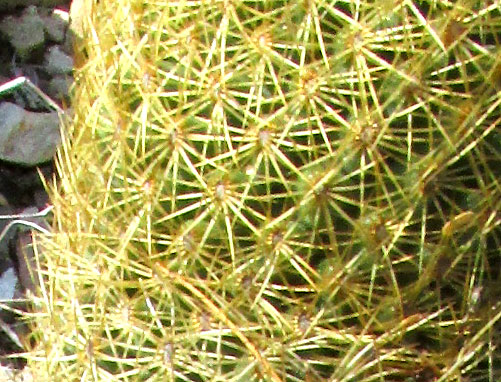 Ladyfinger Cactus, MAMMILLARIA ELONGATA, tuberculate nature