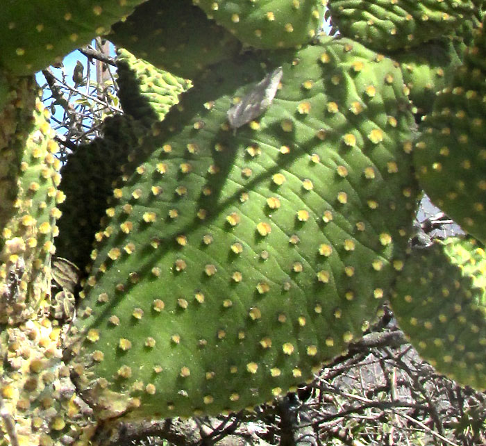 Bunny-ears Pricklypear, OPUNTIA MICRODASYS, pad for counting areoles