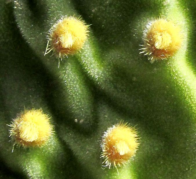 Bunny-ears Pricklypear, OPUNTIA MICRODASYS, close-up of areoles