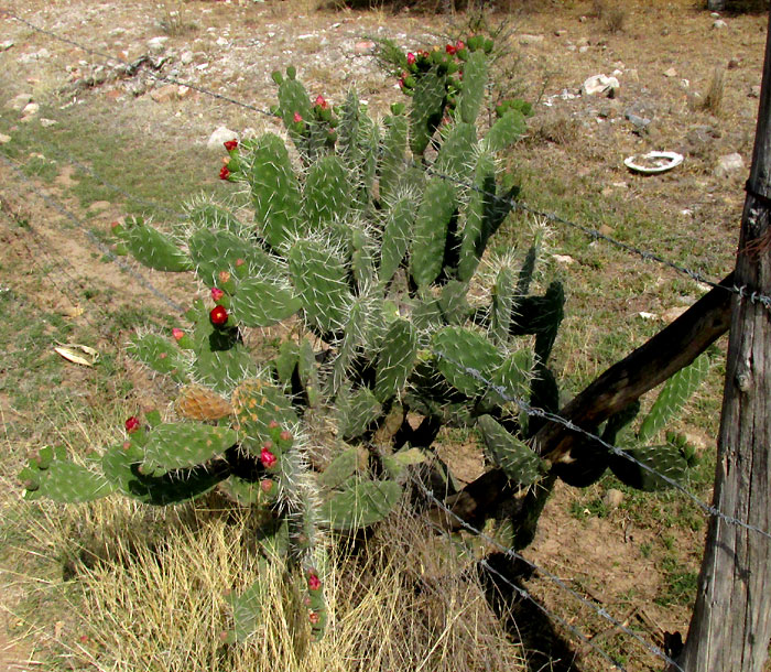OPUNTIA DEPRESSA, plant in fencerow