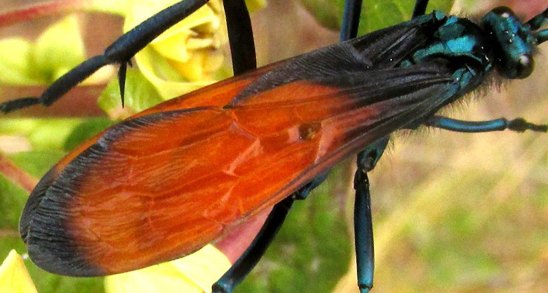Tarantula Hawk Wasp, PEPSIS GROSSA, wing colors and venation