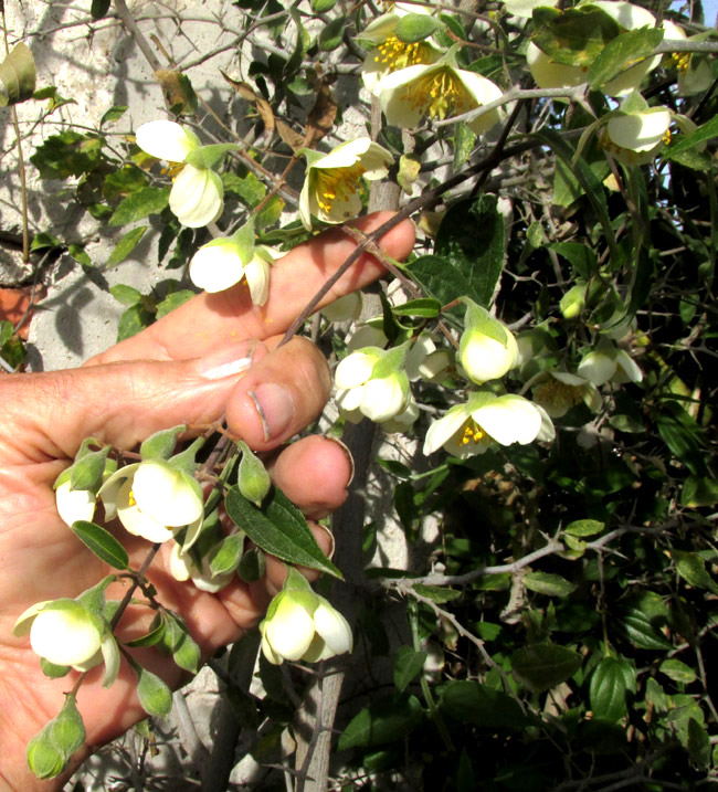 Coulter's Mock Orange, PHILADELPHUS COULTERI, three-flowered racemes on stiff side branches