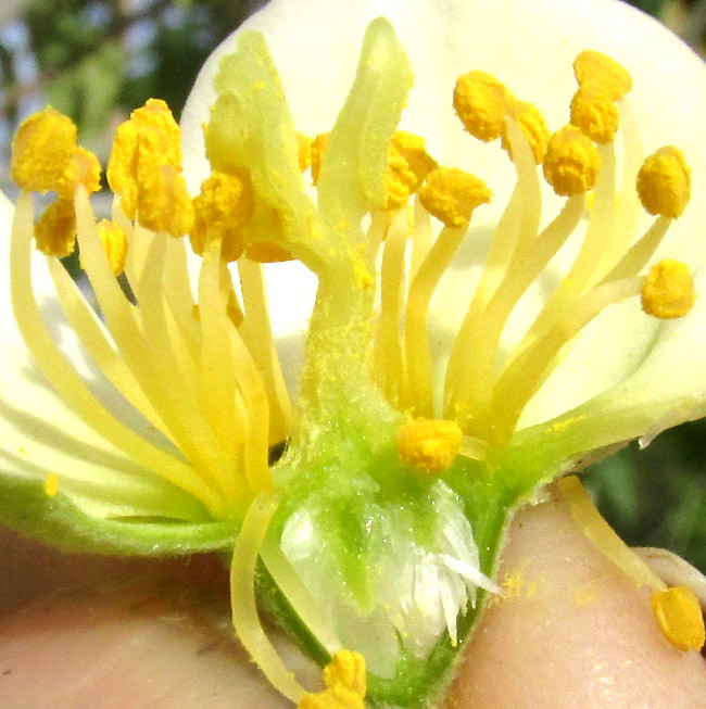 Coulter's Mock Orange, PHILADELPHUS COULTERI, dissected flower showing inferior ovary, stamen clusters and stalked style arms