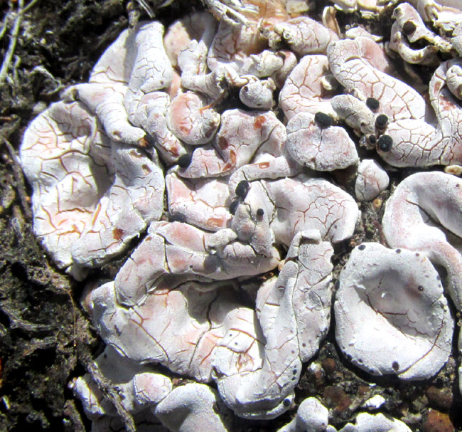 Fishscale Lichen, PSORA CRENATA, lichen form