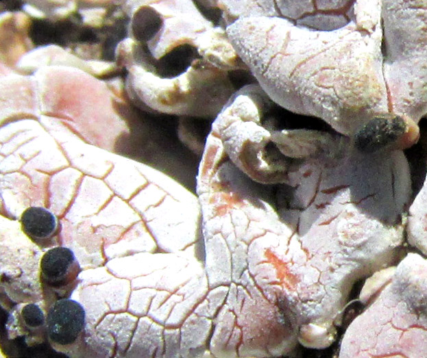 Fishscale Lichen, PSORA CRENATA, apothecia