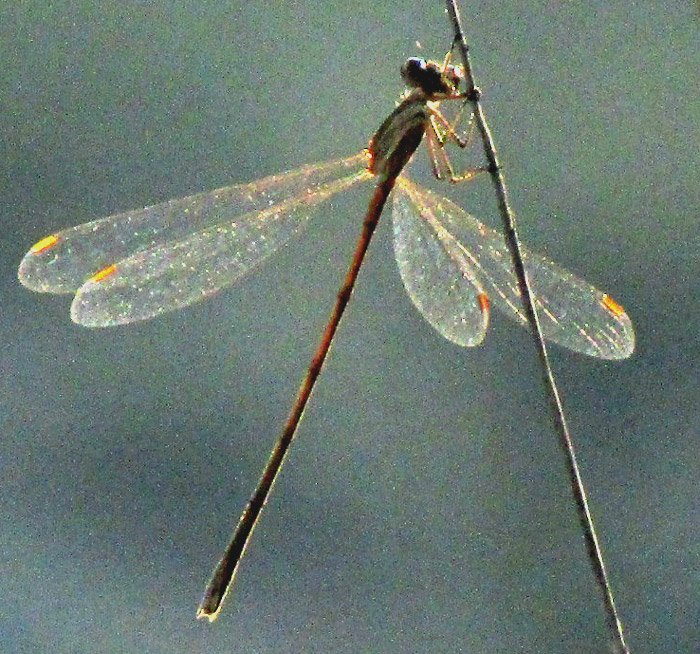 Plateau Spreadwing, LESTES ALACER, basking, wing open
