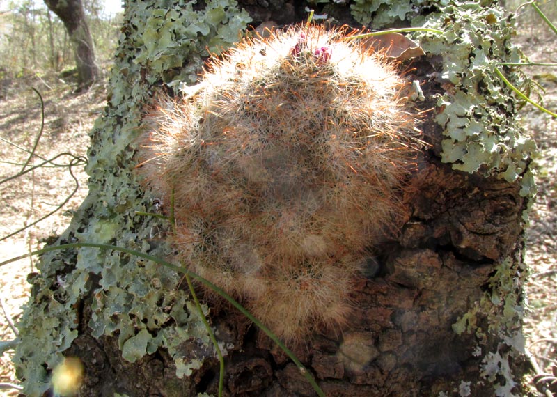 Powderpuff Pincushion Cactus, MAMMILLARIA BOCASANA, on fencepost tree trunk
