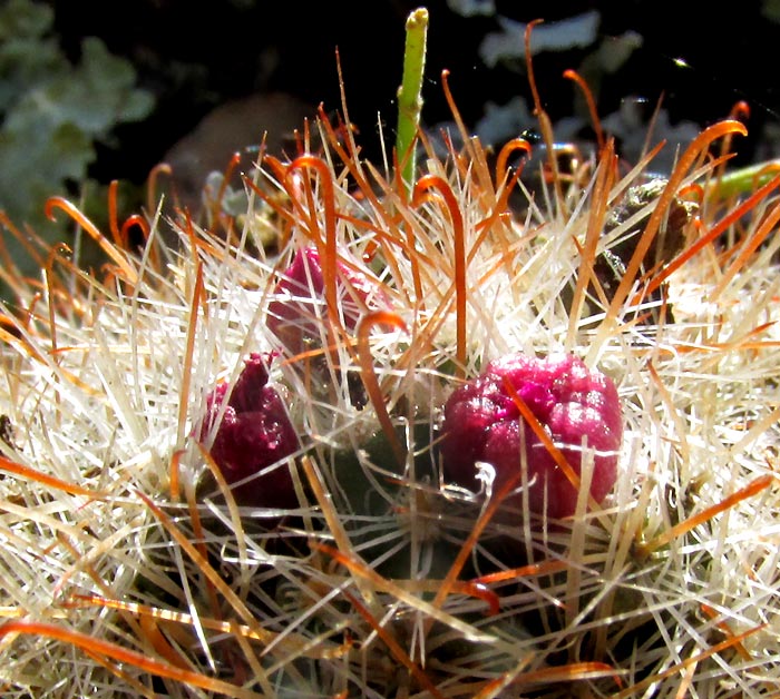 Powderpuff Pincushion Cactus, MAMMILLARIA BOCASANA, color of emerging flowr and spines at top of cactus