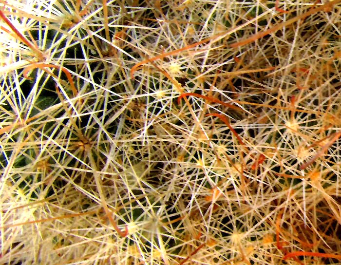 Powderpuff Pincushion Cactus, MAMMILLARIA BOCASANA, spine clusters