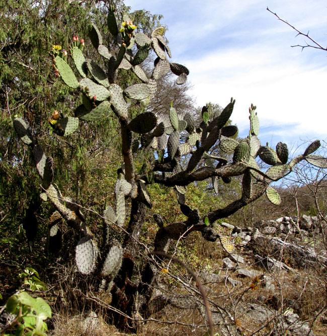Cardona Pear, OPUNTIA STREPTACANTHA, in habitat