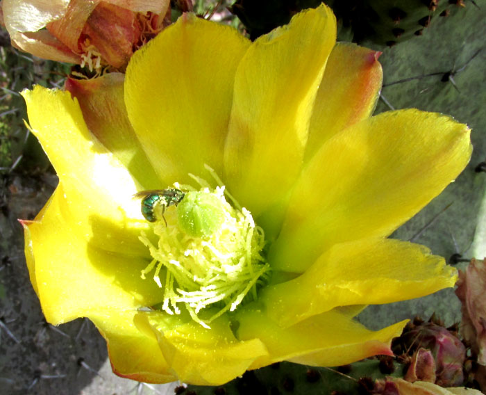 Cardona Pear, OPUNTIA STREPTACANTHA, open yellow flower