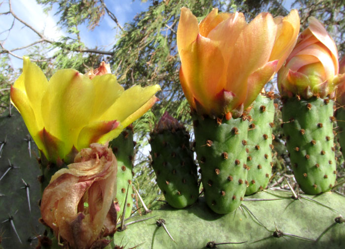 Cardona Pear, OPUNTIA STREPTACANTHA, flowers with color changes
