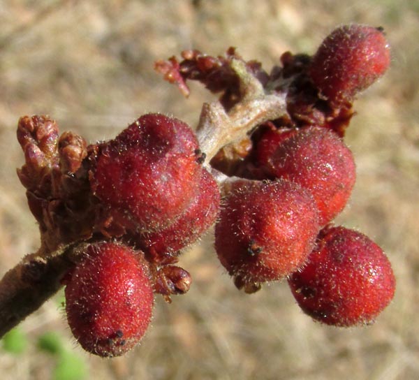 Fragrant Sumac, RHUS AROMATICA, berries