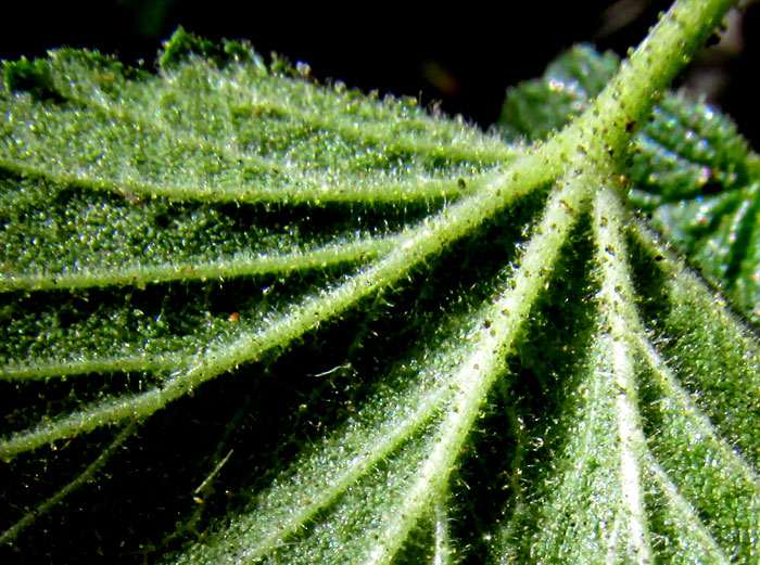 RIBES AFFINE, glandular, hairy leaf undersurface