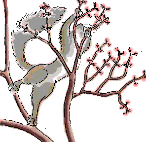 Mistletoe in March