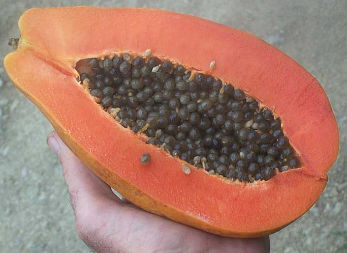 Papaya cut open showing seeds