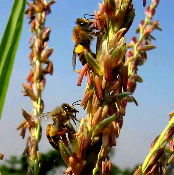 Honeybee, Apis mellifera, collecting corn pollen.