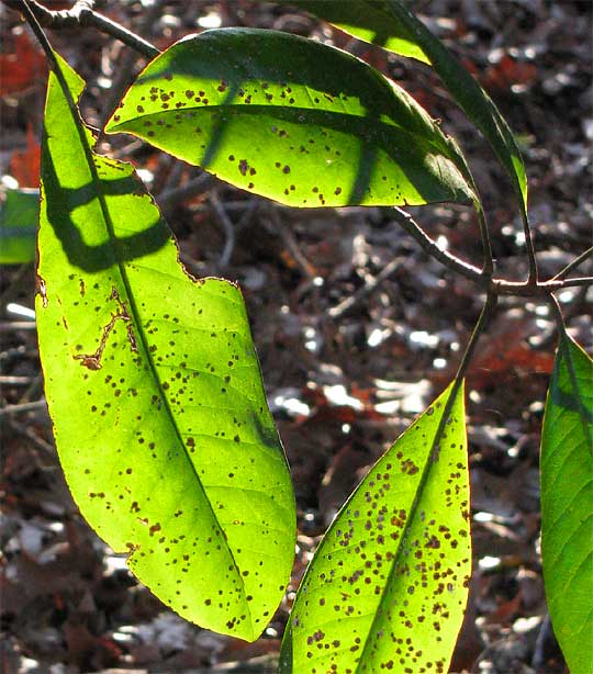 magnolia leaves with strigula spots