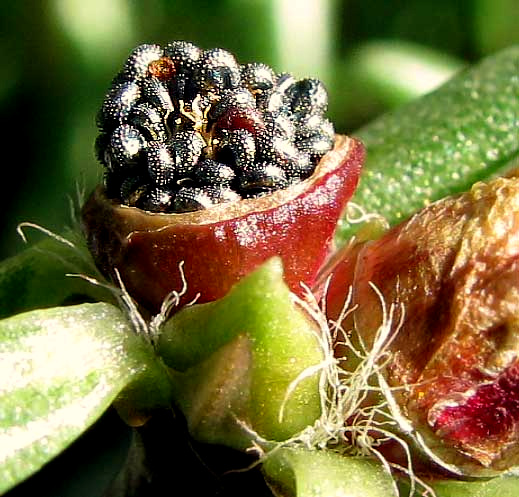 fruit & seeds of Portulaca, or Rose-Moss, PORTULACA GRANDIFLORA