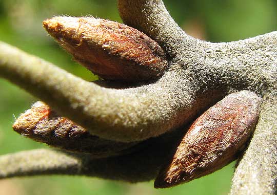 buds of Black Oak, QUERCUS VELUTINA