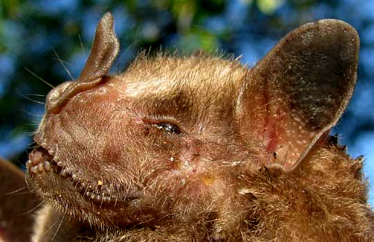 a leaf-nose bat of the familyu Phyllostomidae, in Yucatán, Mexico, head