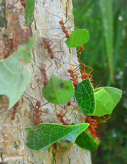 LEAFCUTTER ANTS