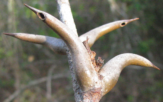 Bull-Horn Acacia, VACHELLIA [ACACIA] COLLINSII, thorns with ant holes